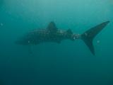 Djibouti - Whale Shark - 22